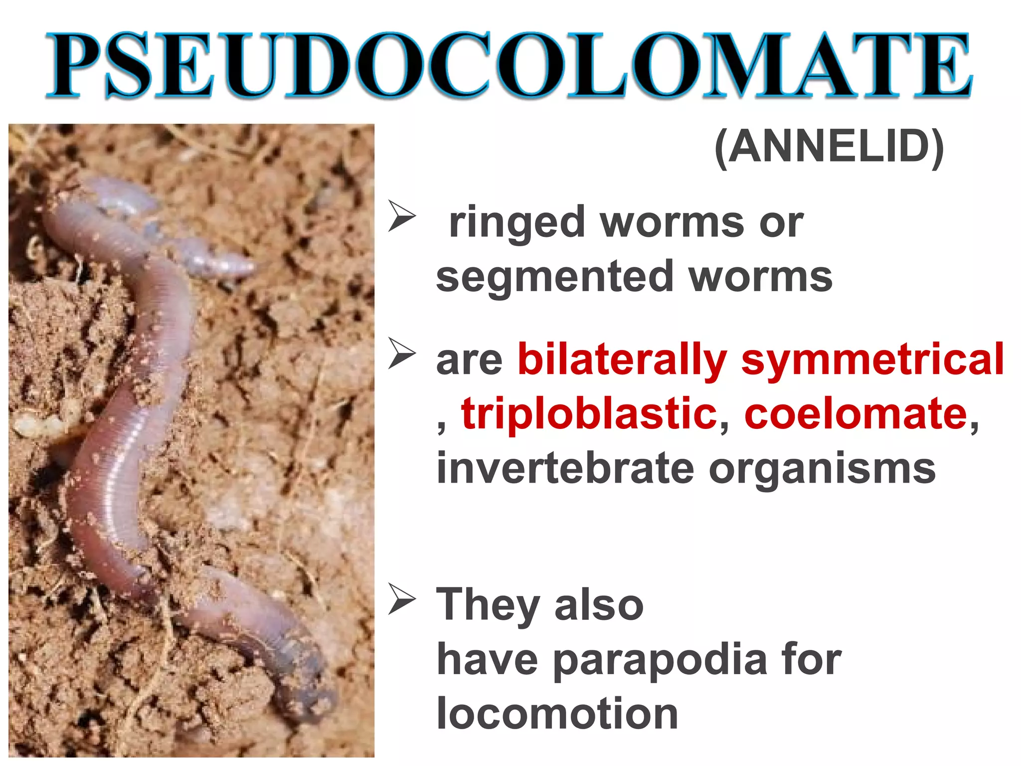   ringed worms or 
segmented worms
(ANNELID)
 are bilaterally symmetrical
, triploblastic, coelomate, 
invertebrate organisms
 They also 
have parapodia for 
locomotion
 