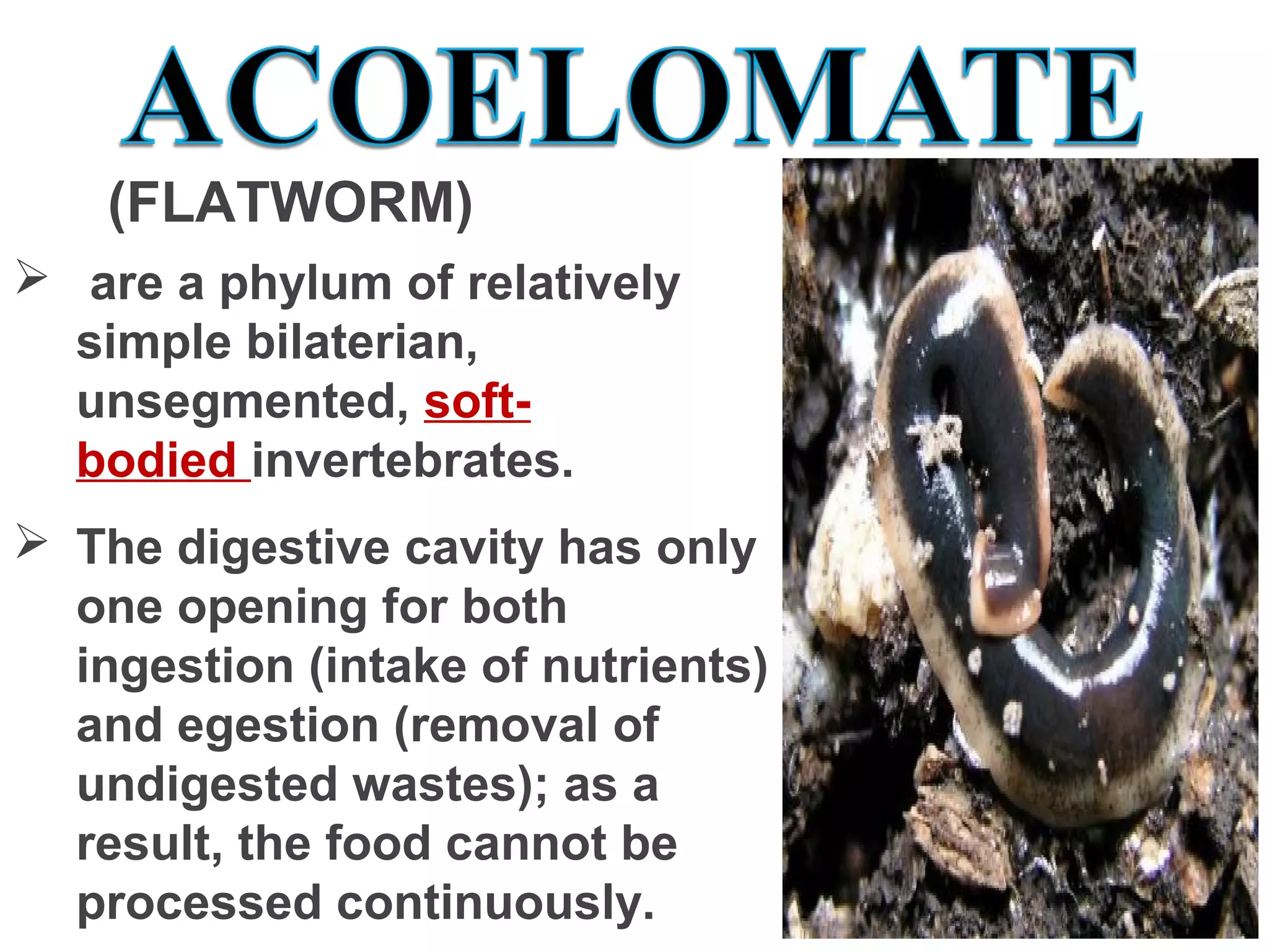 (FLATWORM)
  are a phylum of relatively 
simple bilaterian, 
unsegmented, soft-
bodied invertebrates. 
 The digestive cavity has only 
one opening for both 
ingestion (intake of nutrients) 
and egestion (removal of 
undigested wastes); as a 
result, the food cannot be 
processed continuously.
 