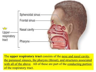 The  upper respiratory tract  consists of the  nose and nasal cavity ,  the paranasal sinuses, the pharynx (throat), and structures associated with all of the above .  All of these are part of the  conducting portion  of the respiratory tract. 