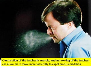 Contraction of the trachealis muscle, and narrowing of the trachea , can allow air to move more forcefully to expel mucus and debris 