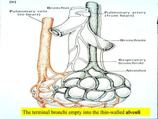The terminal bronchi empty into the thin-walled  alveoli 