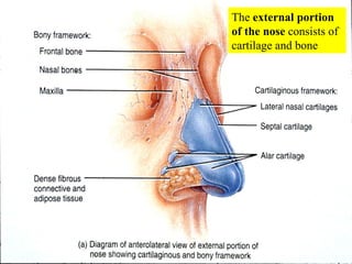 The  external portion of the nose  consists of cartilage and bone 
