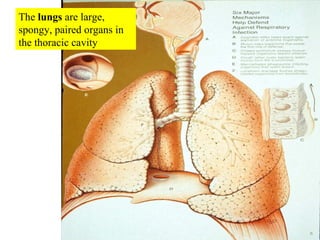 The  lungs  are large, spongy, paired organs in the thoracic cavity 
