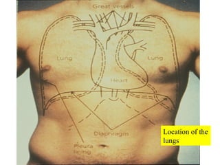 Location of the lungs 