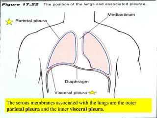 The serous membranes associated with the lungs are the outer  parietal pleura  and the inner  visceral pleura . 
