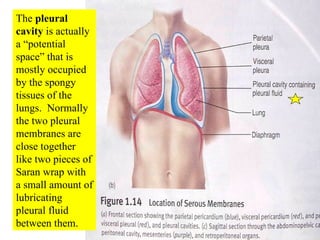 The  pleural cavity  is actually a “potential space” that is mostly occupied by the spongy tissues of the lungs.  Normally the two pleural membranes are close together like two pieces of Saran wrap with a small amount of lubricating pleural fluid between them. 
