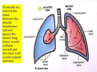 If outside air entered the space between the pleural membranes (pleural space) the elastic lung tissue would collapse inward and the chest wall would expand outward. 