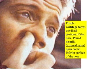 Pliable  cartilage  forms the distal portions of the nose. Paired  nostrils (external nares)  open on the inferior surface of the nose 