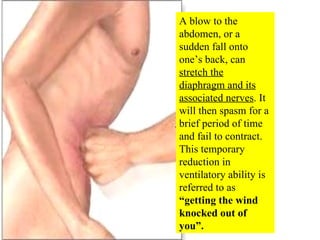 A blow to the abdomen, or a sudden fall onto one’s back, can  stretch the diaphragm and its associated nerves . It will then spasm for a brief period of time and fail to contract.  This temporary reduction in ventilatory ability is referred to as  “getting the wind knocked out of you”. 