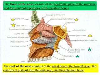 The  roof of the nose  consists of the  nasal bones, the frontal bone , the  cribriform plate of the ethmoid bone, and the sphenoid bone . The  floor of the nose  consists of the  horizontal plate of the maxillae and the horizontal portions of the palatine bones . 