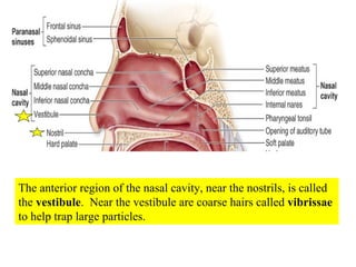 The anterior region of the nasal cavity, near the nostrils, is called the  vestibule .  Near the vestibule are coarse hairs called  vibrissae  to help trap large particles. 