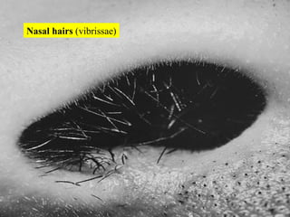 Nasal hairs  (vibrissae) 