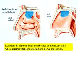 Locations in upper mucous membranes of the nasal cavity where  chemoreceptors of olfactory nerve  are located. 