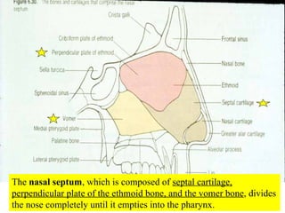 The  nasal septum , which is composed of  septal cartilage, perpendicular plate of the ethmoid bone, and the vomer bone , divides the nose completely until it empties into the pharynx. 
