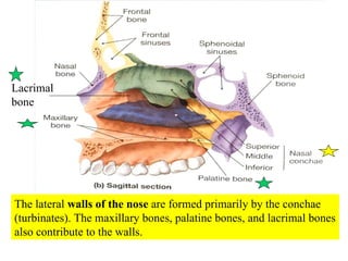 The lateral  walls of the nose  are formed primarily by the conchae (turbinates). The maxillary bones, palatine bones, and lacrimal bones also contribute to the walls. Lacrimal bone 