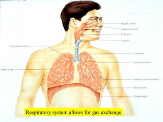Respiratory system allows for gas exchange 