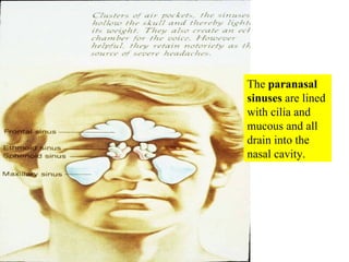 The  paranasal sinuses  are lined with cilia and mucous and all drain into the nasal cavity. 