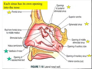 Each sinus has its own opening into the nose 
