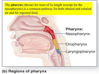 The  pharynx  (throat) for most of its length (except for the nasopharynx) is a common pathway for both inhaled and exhaled air and for ingested food. 