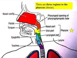 There are  three regions to the pharynx  (throat). 