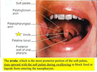 The  uvula , which is the most posterior portion of the soft palate,  rises upward with the soft palate during swallowing  to block food or liquids from entering the nasopharynx. 