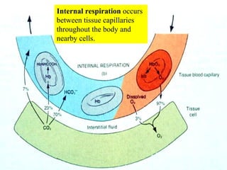 Internal respiration  occurs between tissue capillaries throughout the body and nearby cells. 