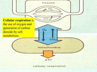 Cellular respiration  is the use of oxygen and generation of carbon dioxide by cell metabolism. 