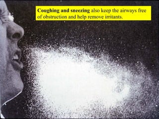 Coughing and sneezing  also keep the airways free of obstruction and help remove irritants.  