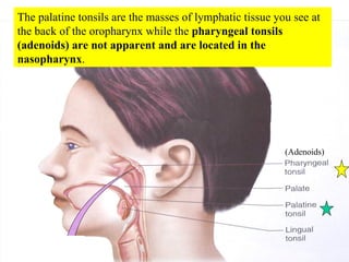 The palatine tonsils are the masses of lymphatic tissue you see at the back of the oropharynx while the  pharyngeal tonsils (adenoids) are not apparent and are located in the nasopharynx . (Adenoids) 