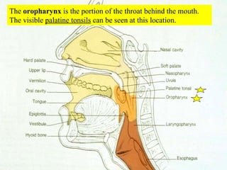 The  oropharynx  is the portion of the throat behind the mouth.  The visible  palatine tonsils  can be seen at this location. 