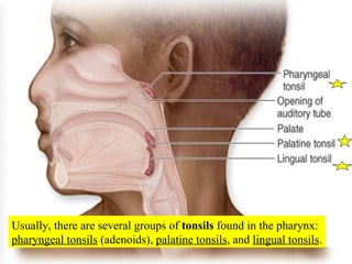 Usually, there are several groups of  tonsils  found in the pharynx:  pharyngeal tonsils  (adenoids),  palatine tonsils , and  lingual tonsils . 