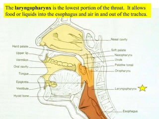 The  laryngopharynx  is the lowest portion of the throat.  It allows food or liquids into the esophagus and air in and out of the trachea. 