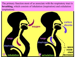 The primary function most of us associate with the respiratory tract is  breathing,  which consists of inhalation (inspiration) and exhalation (expiration). 