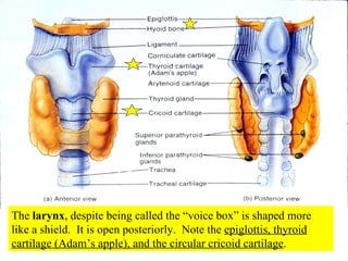 The  larynx , despite being called the “voice box” is shaped more like a shield.  It is open posteriorly.  Note the  epiglottis, thyroid cartilage (Adam’s apple), and the circular cricoid cartilage . 