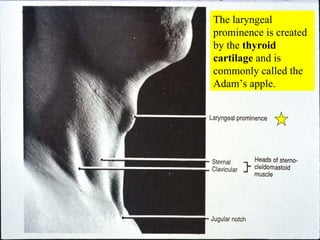 The laryngeal prominence is created by the  thyroid cartilage  and is commonly called the Adam’s apple. 