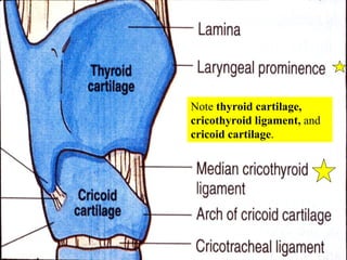 Note  thyroid cartilage, cricothyroid ligament,  and  cricoid cartilage . 