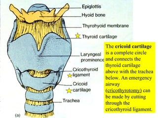 The  cricoid cartilage  is a complete circle and connects the thyroid cartilage above with the trachea below. An emergency airway ( cricothyrotomy)  can be made by cutting through the cricothyroid ligament. 