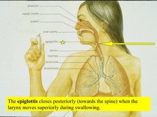 The  epiglottis  closes posteriorly (towards the spine) when the larynx moves superiorly during swallowing. 