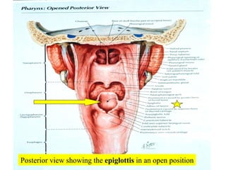 Posterior view showing the  epiglottis  in an open position 