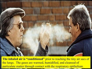 The inhaled air is “conditioned”  prior to reaching the tiny air sacs of the lungs.  The gases are warmed, humidified, and cleansed of particulate matter through contact with the respiratory epithelium. 