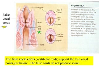 False vocal cords The  false vocal cords  (vestibular folds) support the true vocal cords just below.  The false cords do not produce sound. 