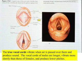 The  true vocal cords  vibrate when air is passed over them and produce sound.  The vocal cords of males are longer, vibrate more slowly than those of females, and produce lower pitches. 