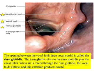 The opening between the vocal folds (true vocal cords) is called the  rima glottidis .  The term  glottis  refers to the rima glottidis plus the vocal folds. When air is forced through the rima glottidis, the vocal folds vibrate, and this vibration produces sound.  