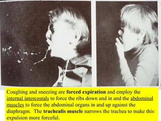 Coughing and sneezing are  forced expiration  and employ the  internal intercostals  to force the ribs down and in and the  abdominal muscles  to force the abdominal organs in and up against the diaphragm.  The  trachealis muscle  narrows the trachea to make this expulsion more forceful. 