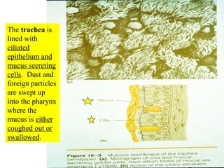The  trachea  is lined with  ciliated epithelium and mucus secreting cells .  Dust and foreign particles are swept up into the pharynx where the mucus is  either coughed out or swallowed . 