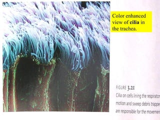 Color enhanced view of  cilia  in the trachea. 