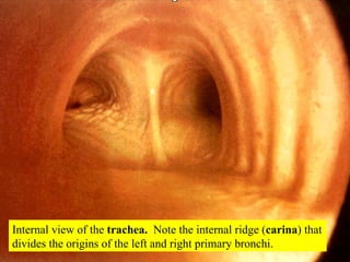 Internal view of the  trachea.   Note the internal ridge ( carina ) that divides the origins of the left and right primary bronchi. 