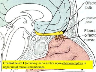 Cranial nerve I  (olfactory nerve) relies upon  chemoreceptors  in upper nasal mucous membranes. 
