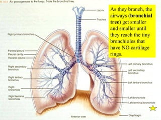 As they branch, the airways ( bronchial tree ) get smaller and smaller until they reach the tiny bronchioles that have NO cartilage rings. 