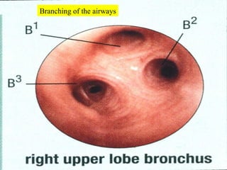 Branching of the airways 